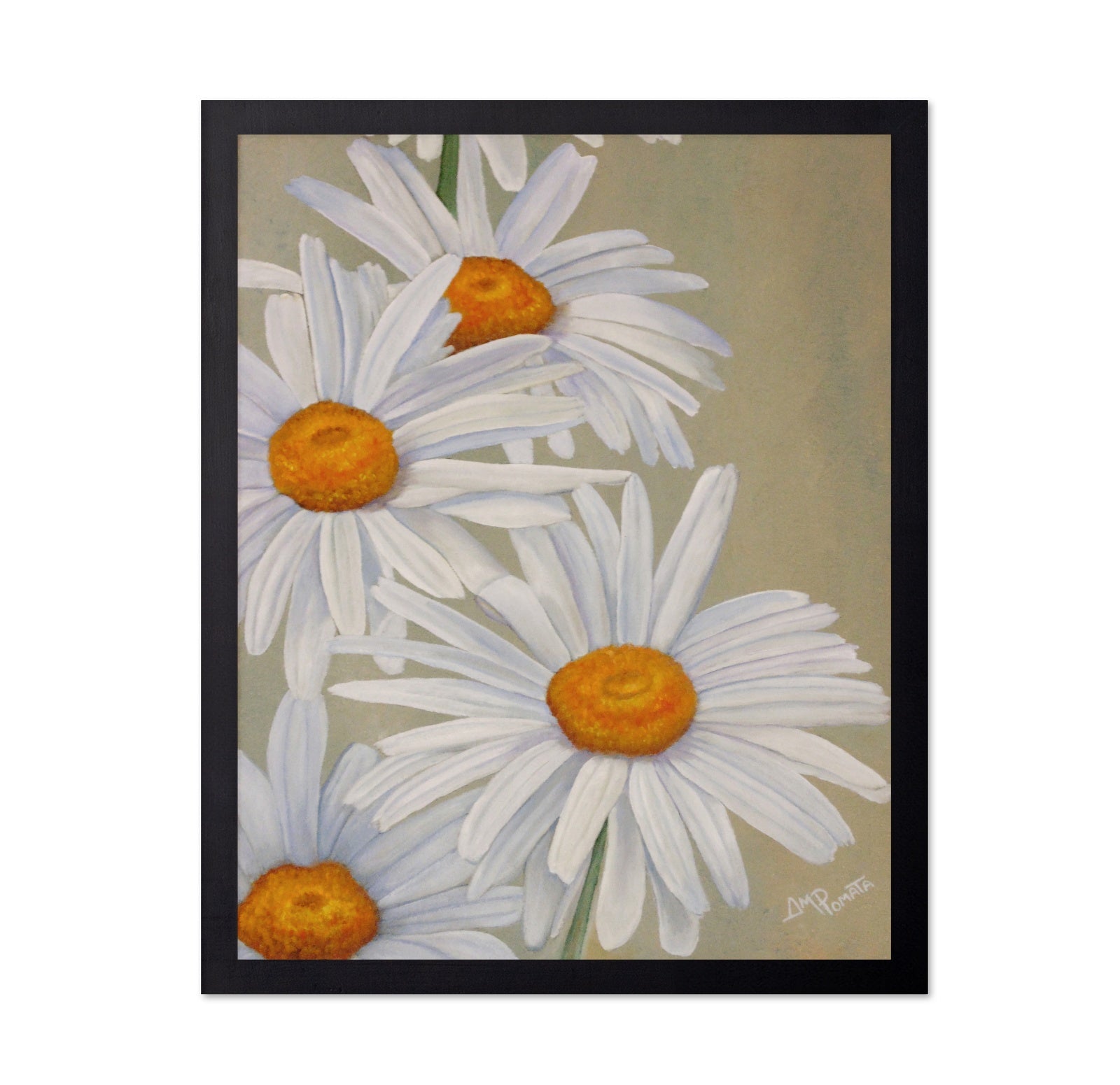 White Daisy Blooms