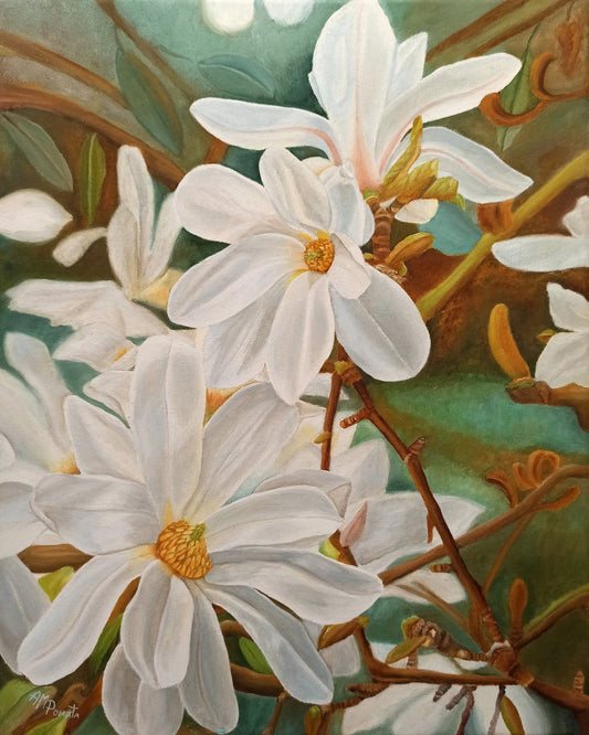 White Magnolia Blossoms