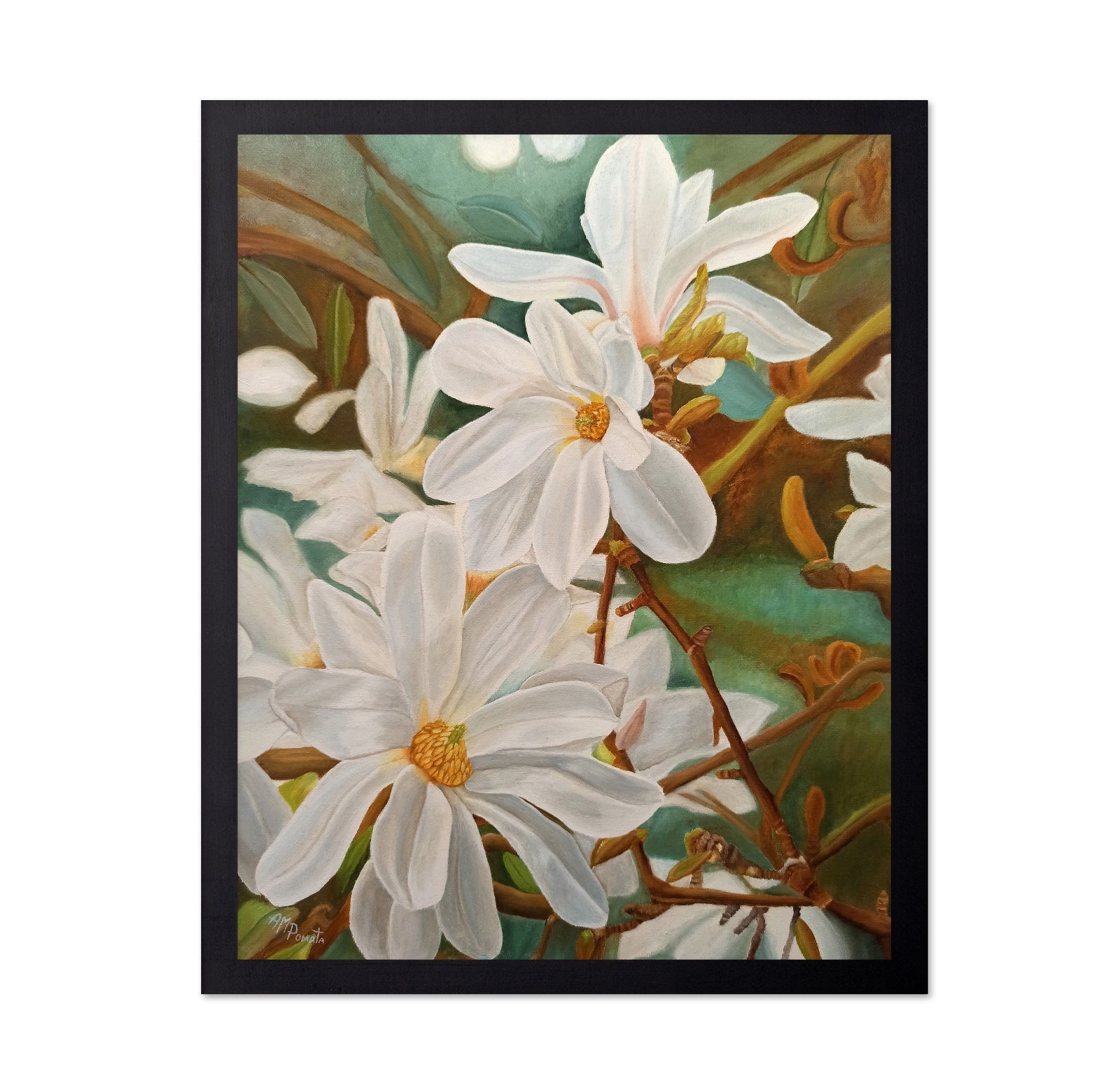 White Magnolia Blossoms
