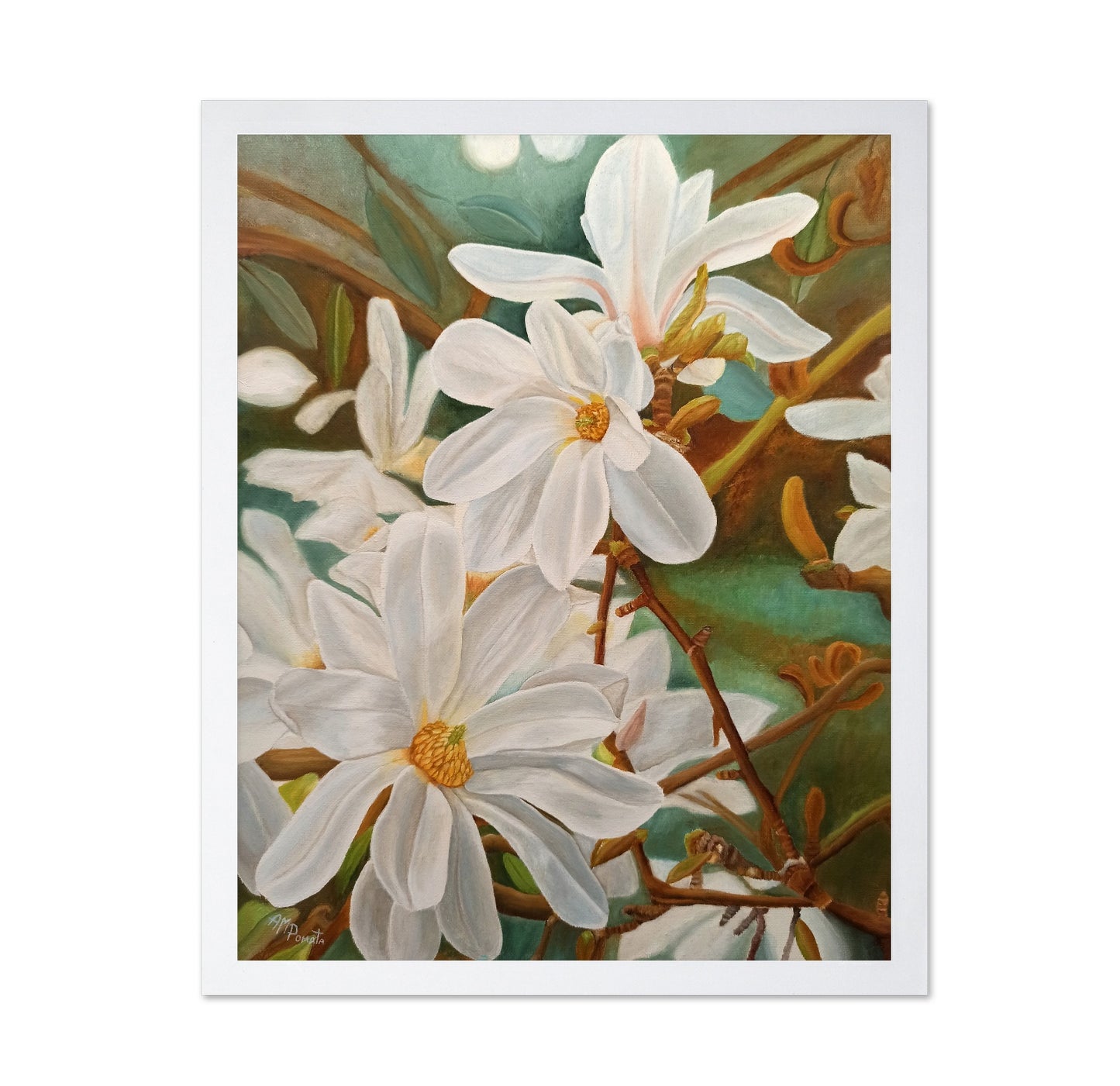 White Magnolia Blossoms