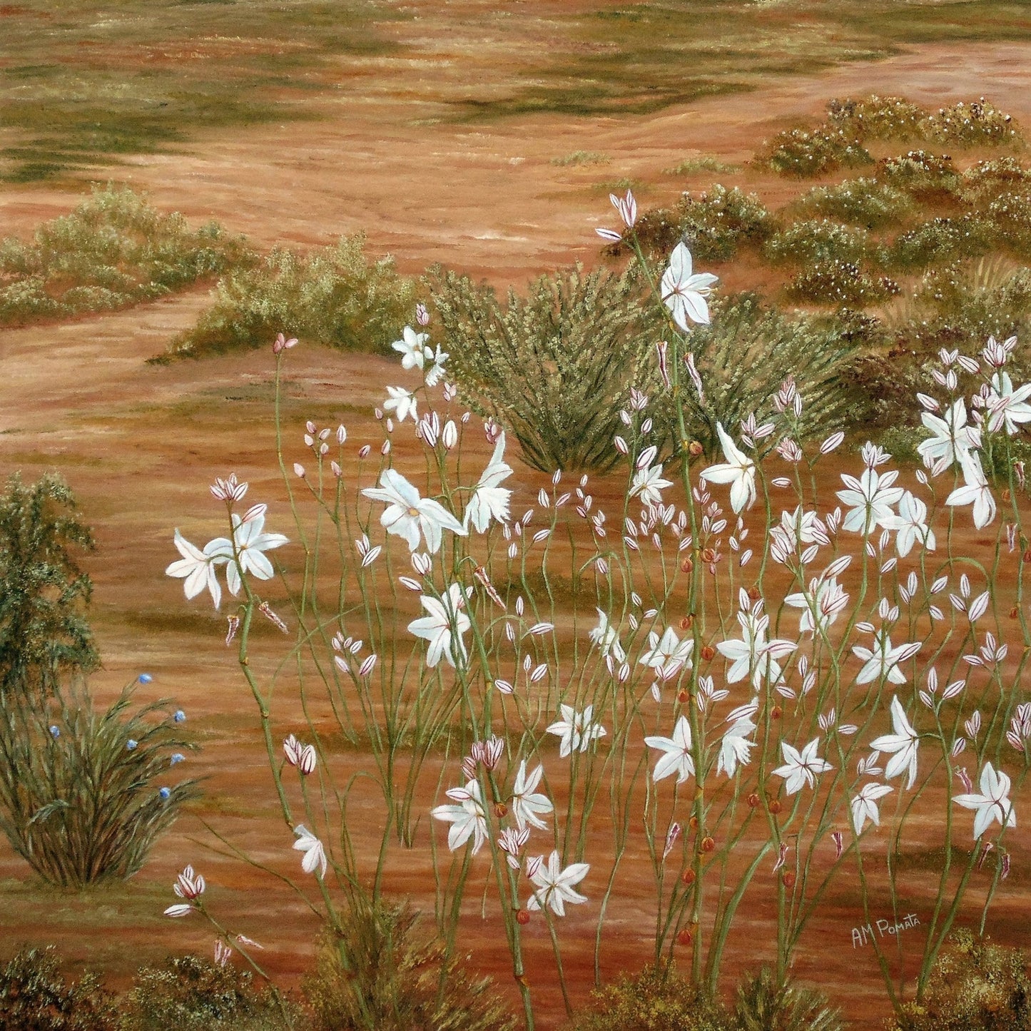 Desert Wildflowers Bloom