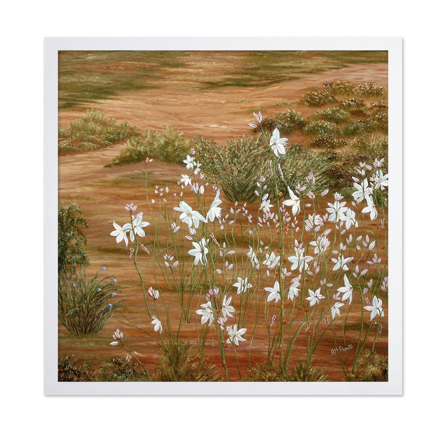 Desert Wildflowers Bloom