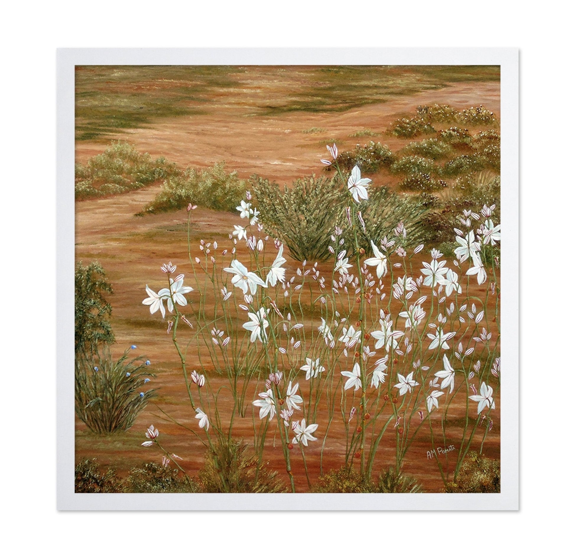 Desert Wildflowers Bloom