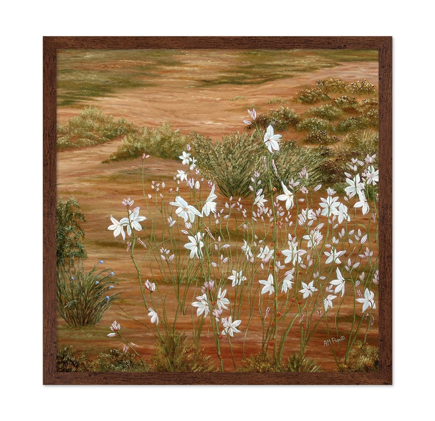 Desert Wildflowers Bloom