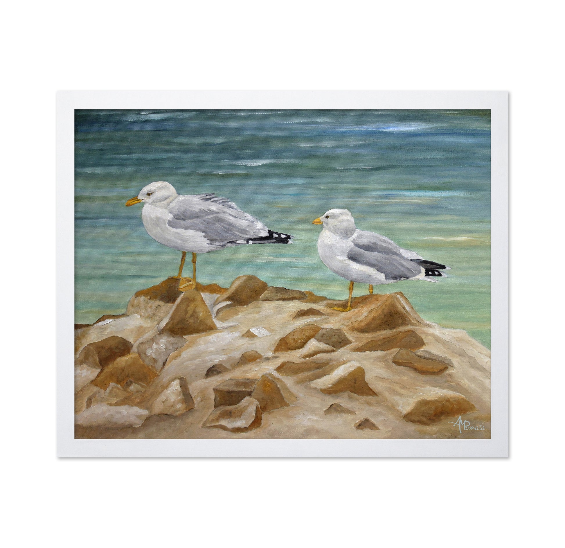 Seagulls on Coastal Rocks