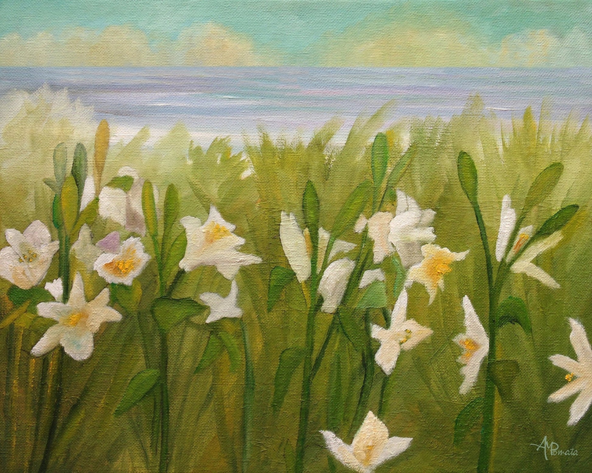 Coastal White Daffodils
