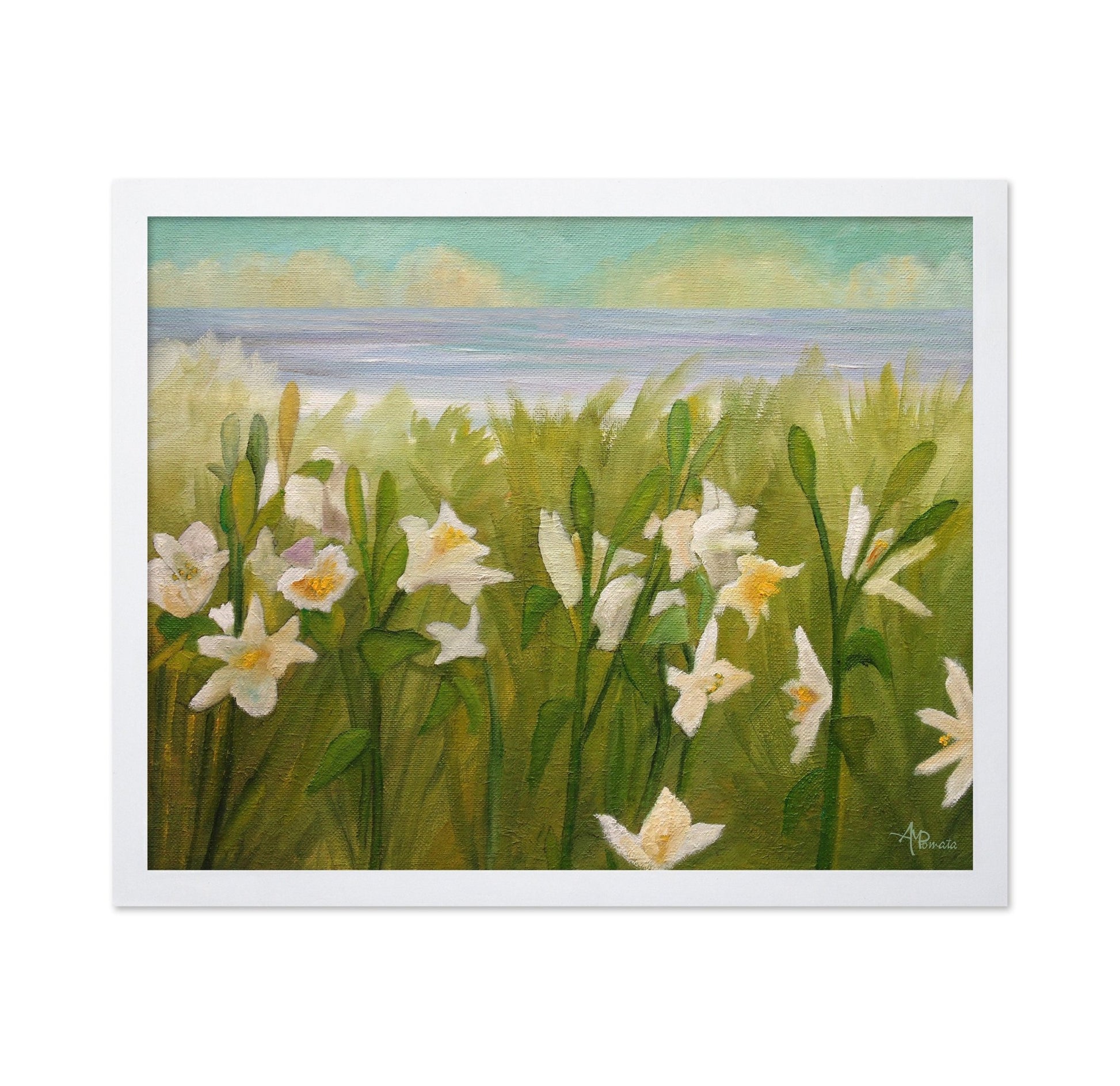 Coastal White Daffodils