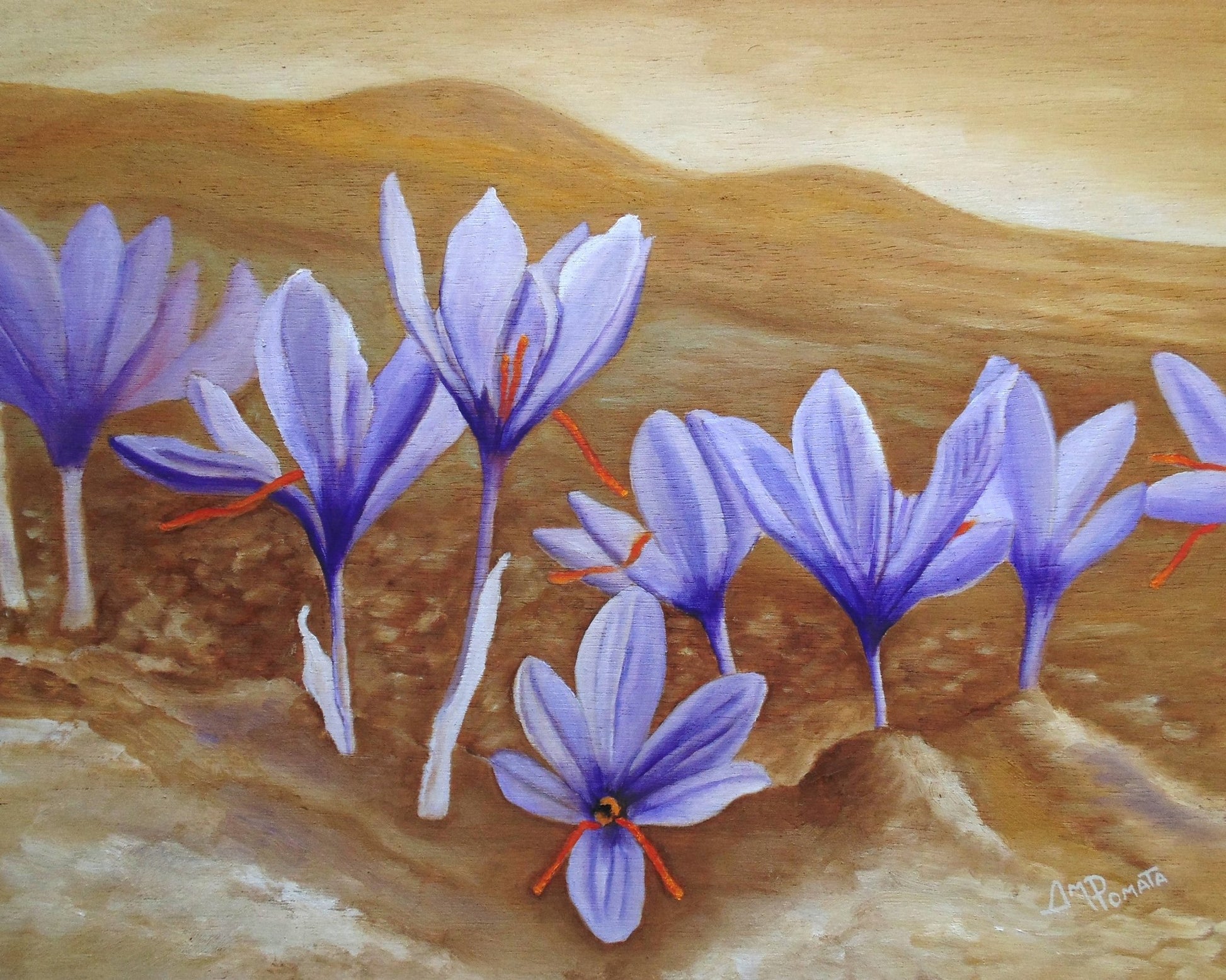 Purple Crocus Field