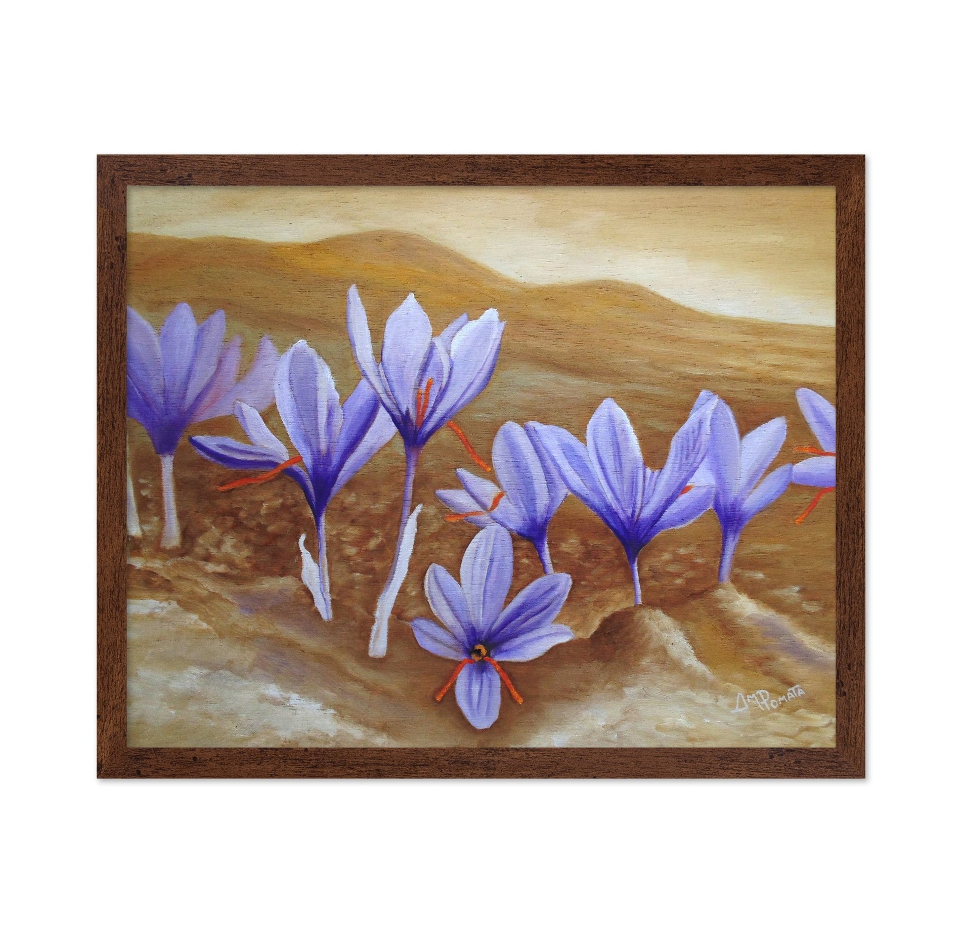 Purple Crocus Field