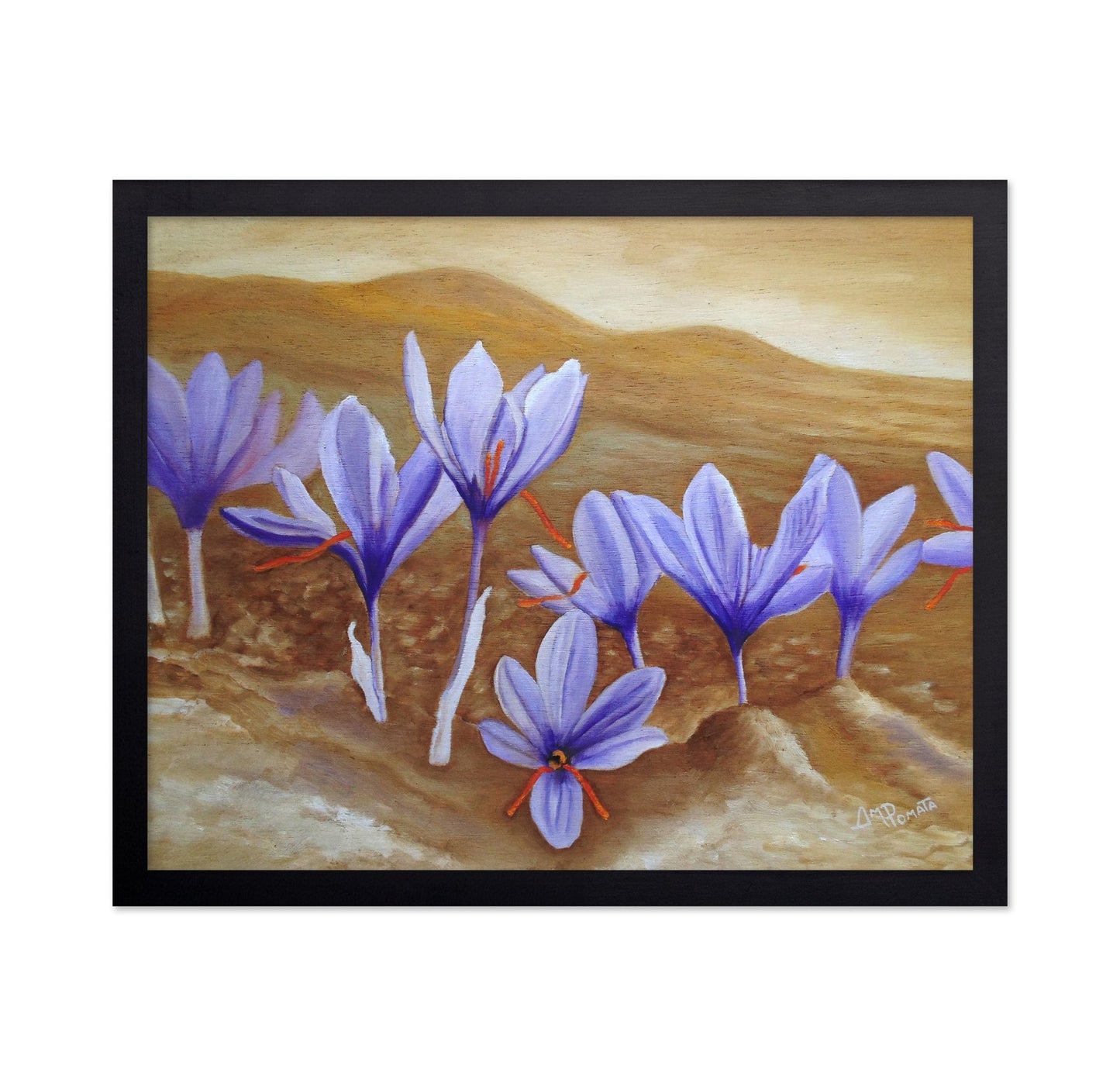 Purple Crocus Field
