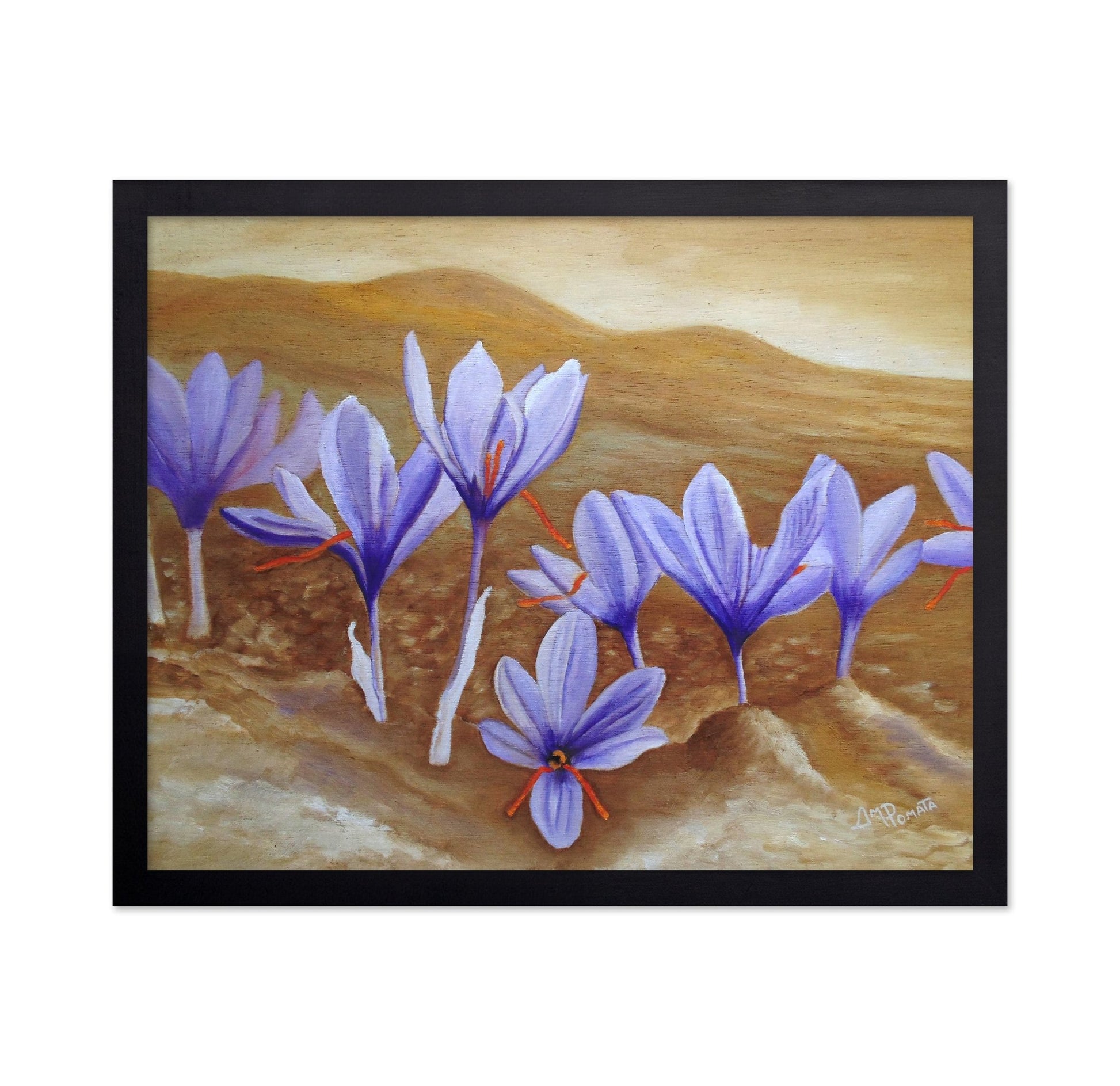 Purple Crocus Field