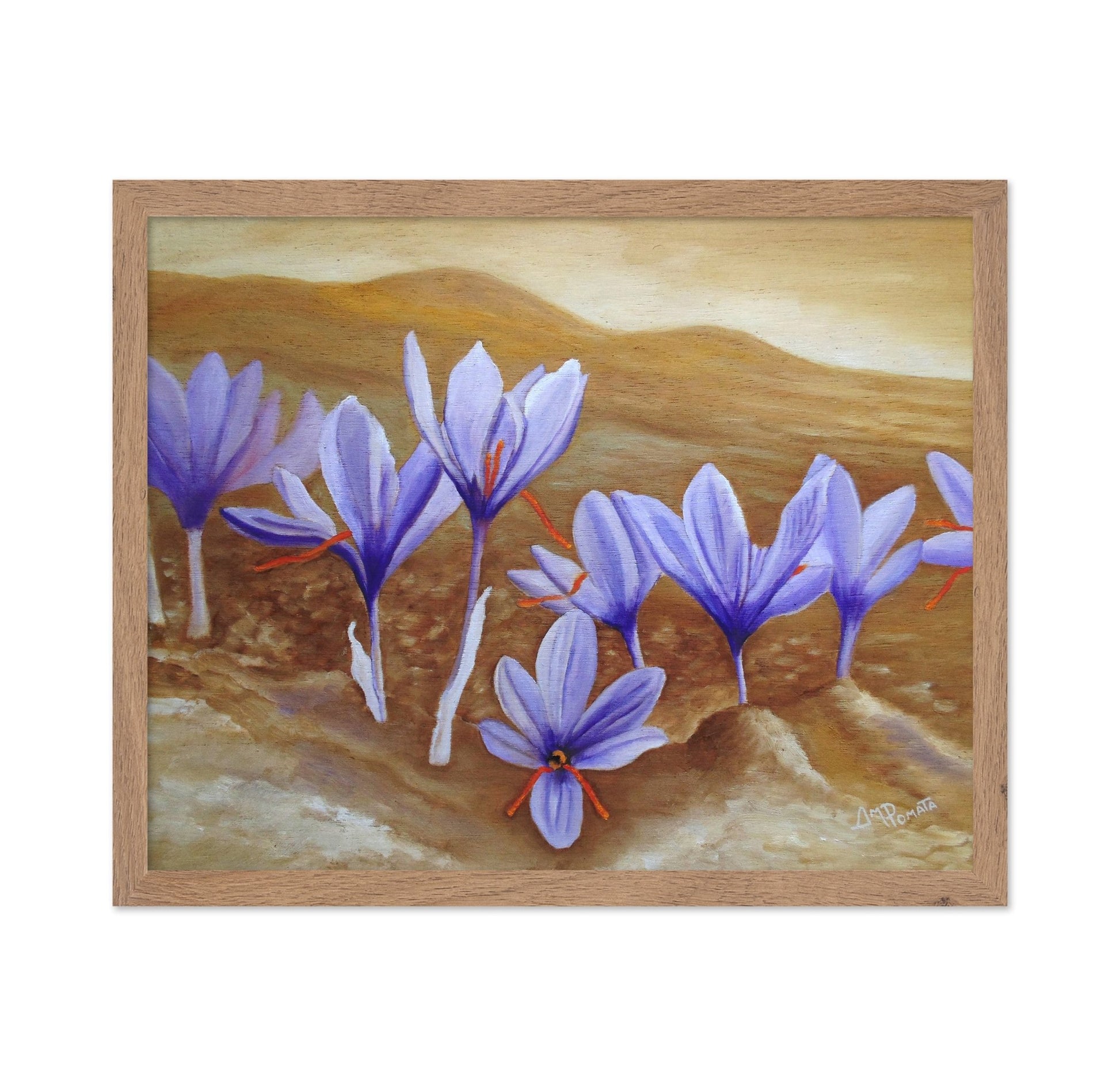 Purple Crocus Field