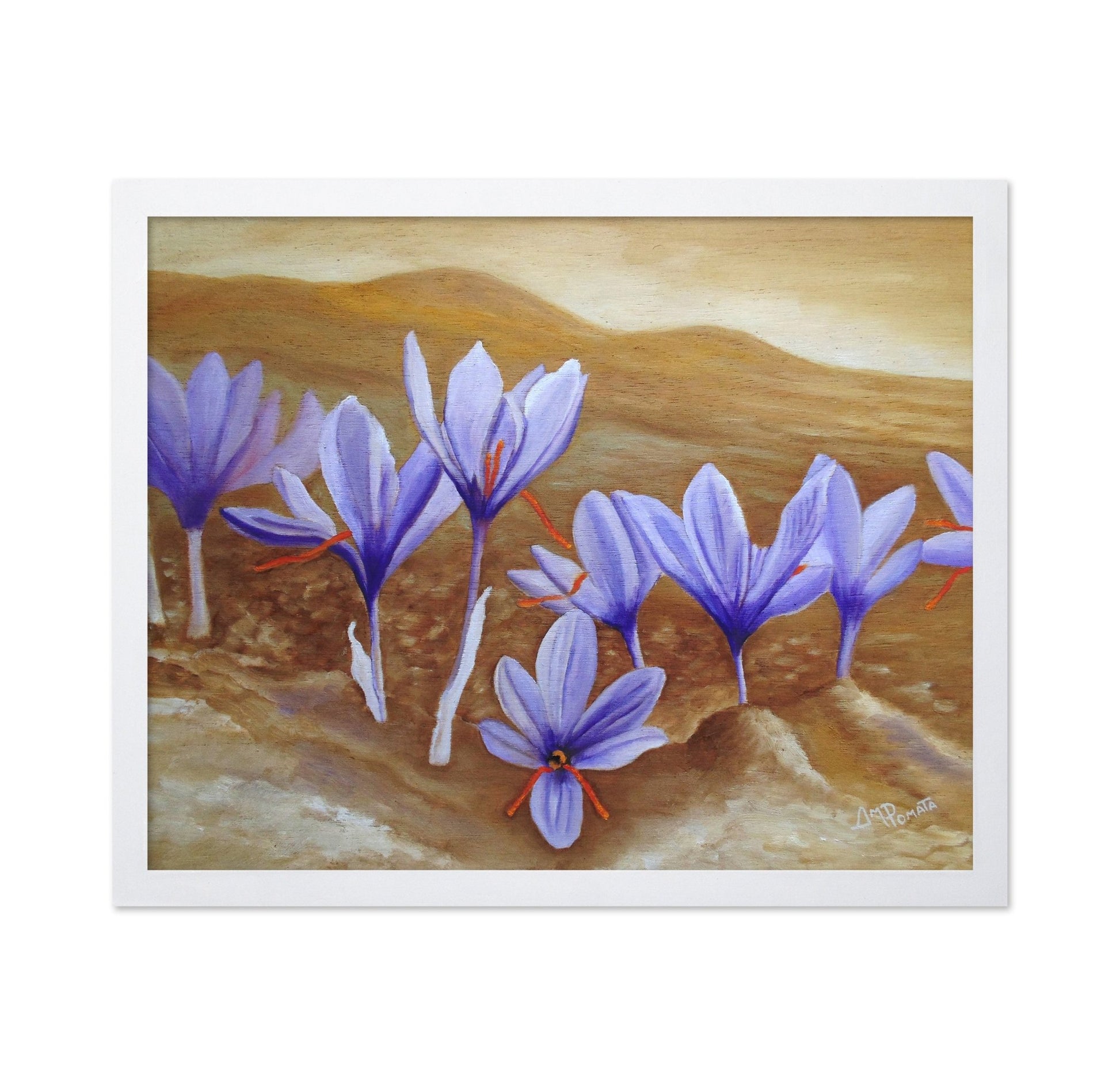 Purple Crocus Field