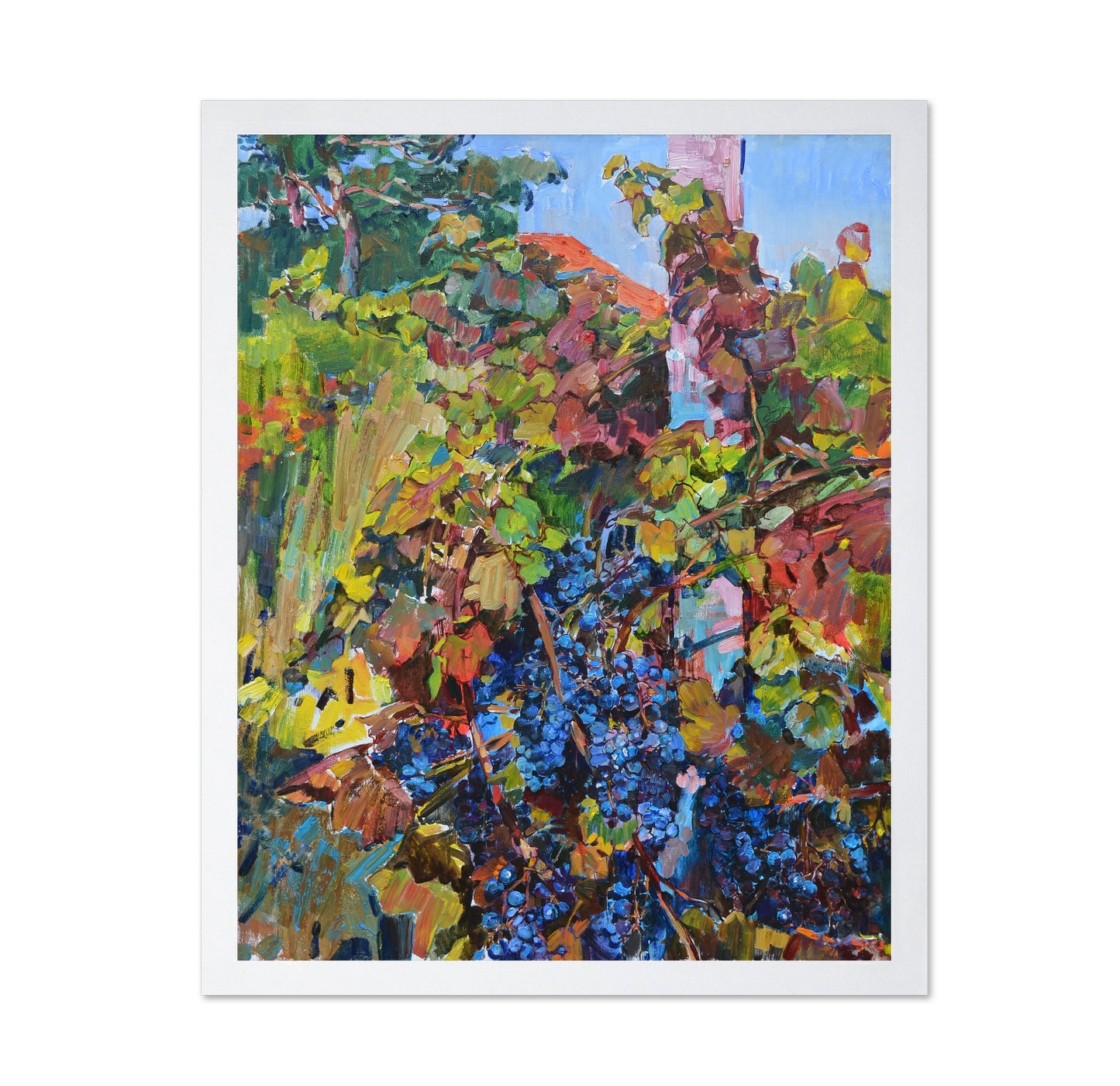 Vineyard Harvest