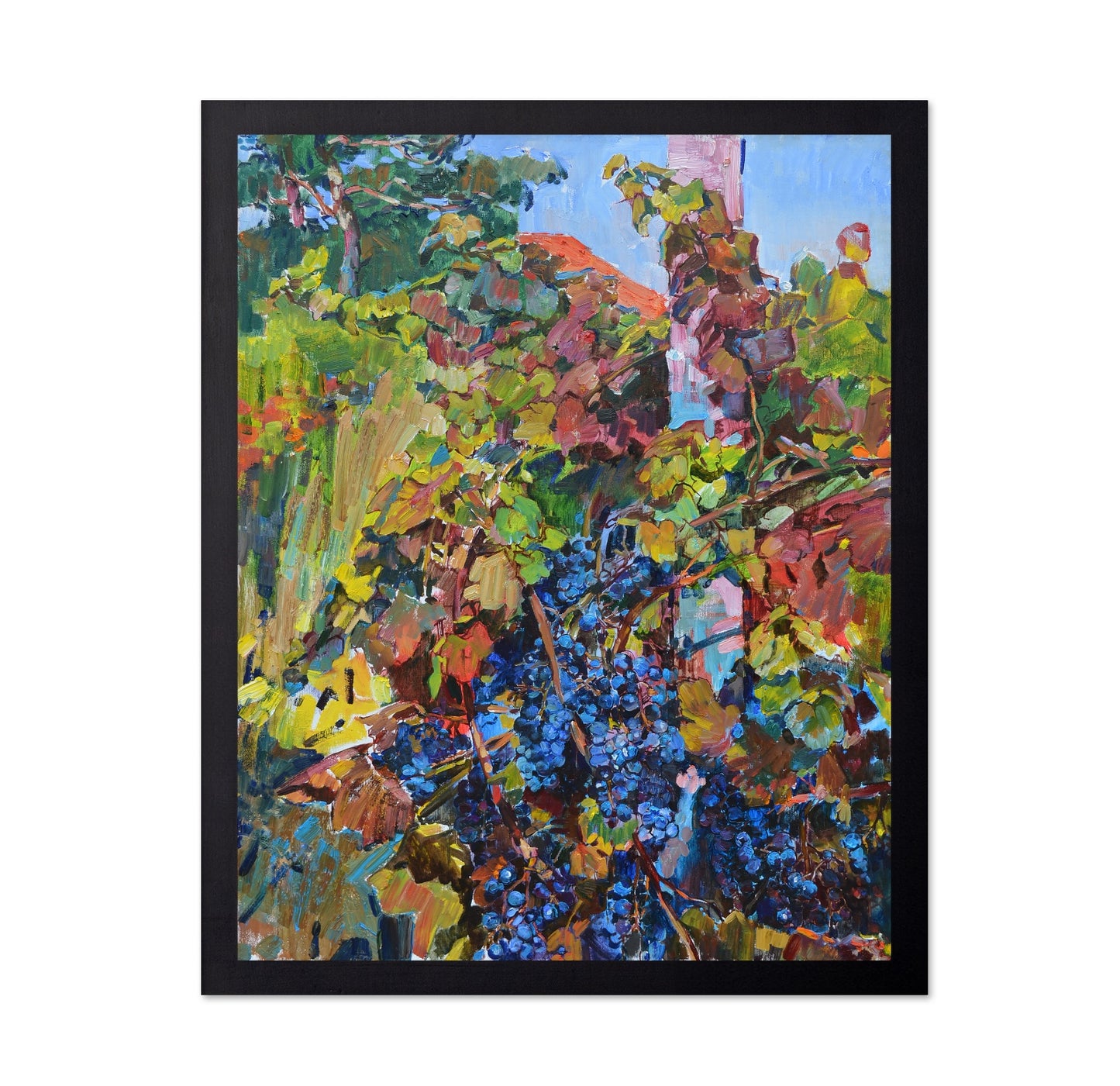 Vineyard Harvest