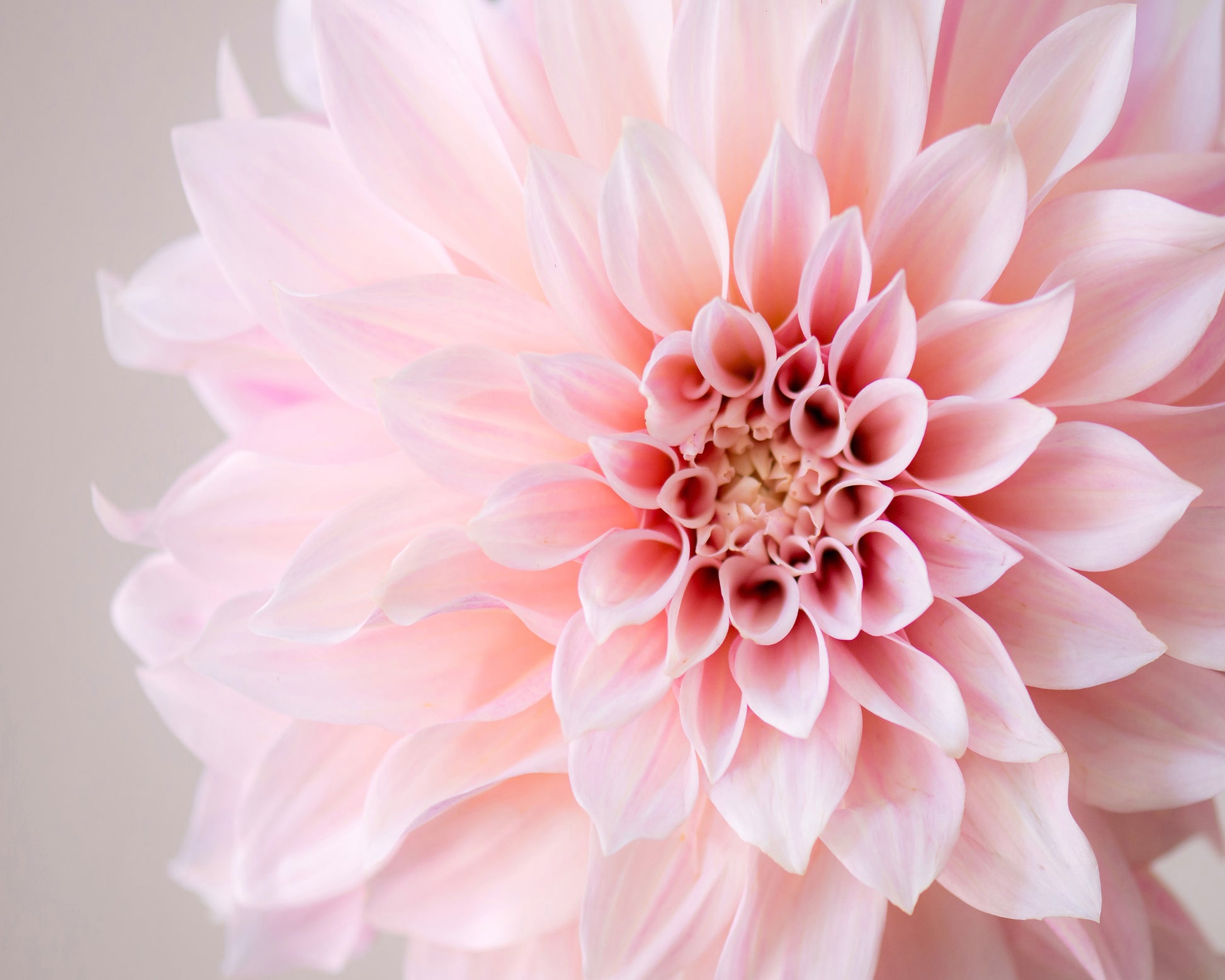 Blush Pink Dahlia Closeup