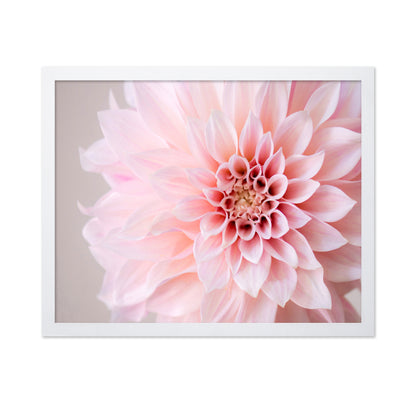 Blush Pink Dahlia Closeup