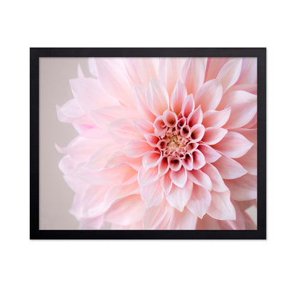 Blush Pink Dahlia Closeup