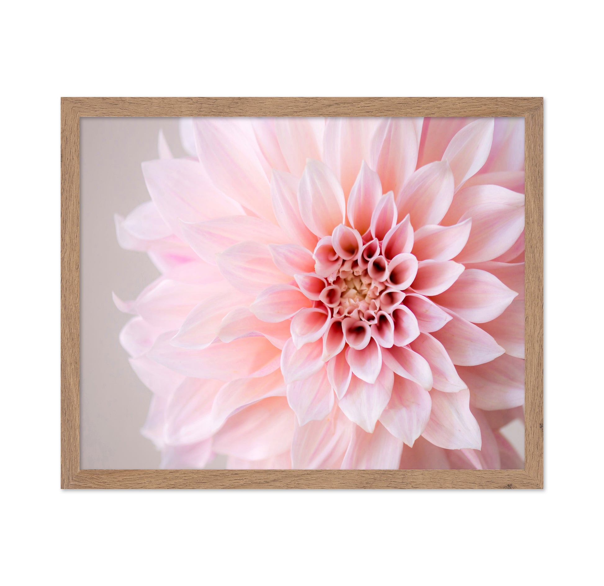 Blush Pink Dahlia Closeup