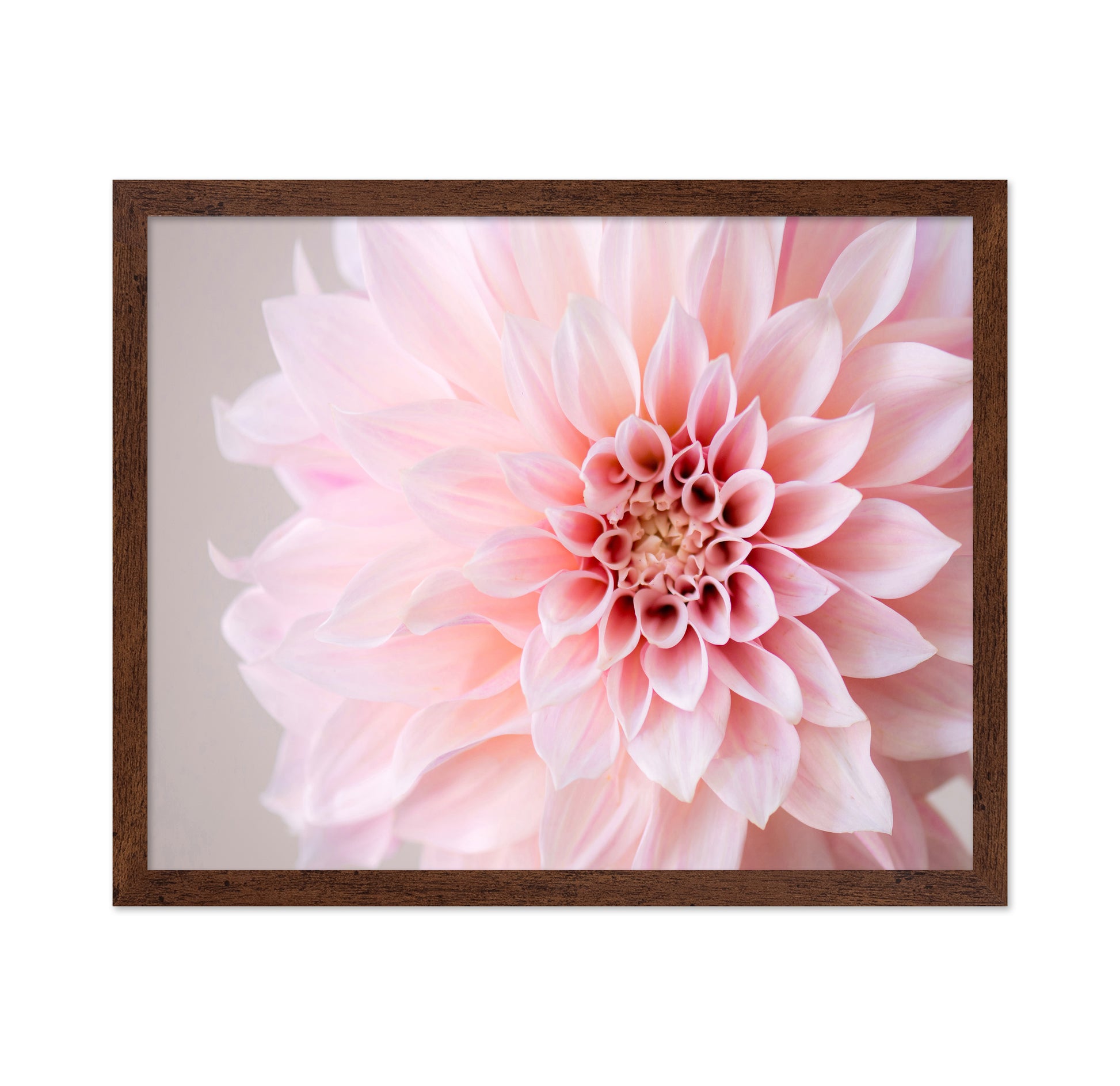 Blush Pink Dahlia Closeup