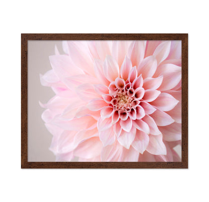 Blush Pink Dahlia Closeup