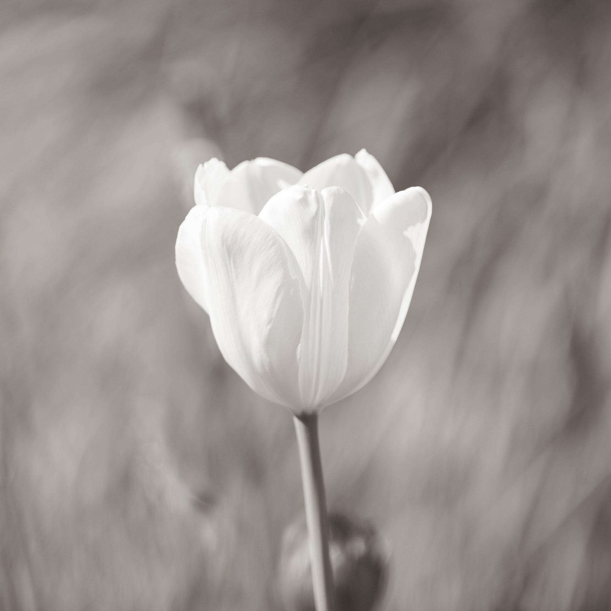White Tulip Minimal