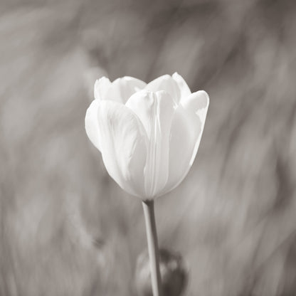 White Tulip Minimal