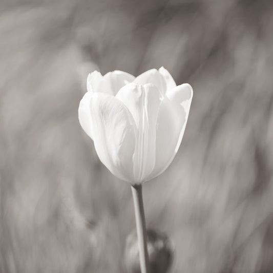 White Tulip Minimal