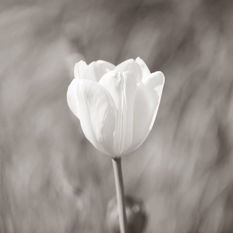 White Tulip Minimal