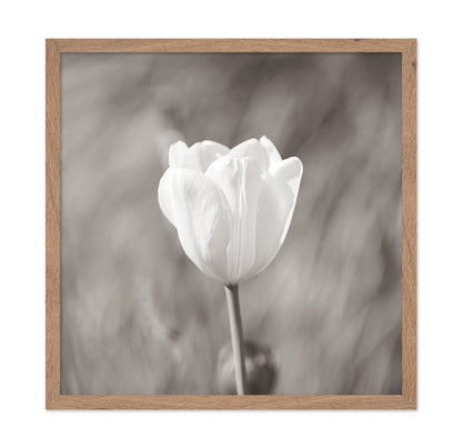 White Tulip Minimal