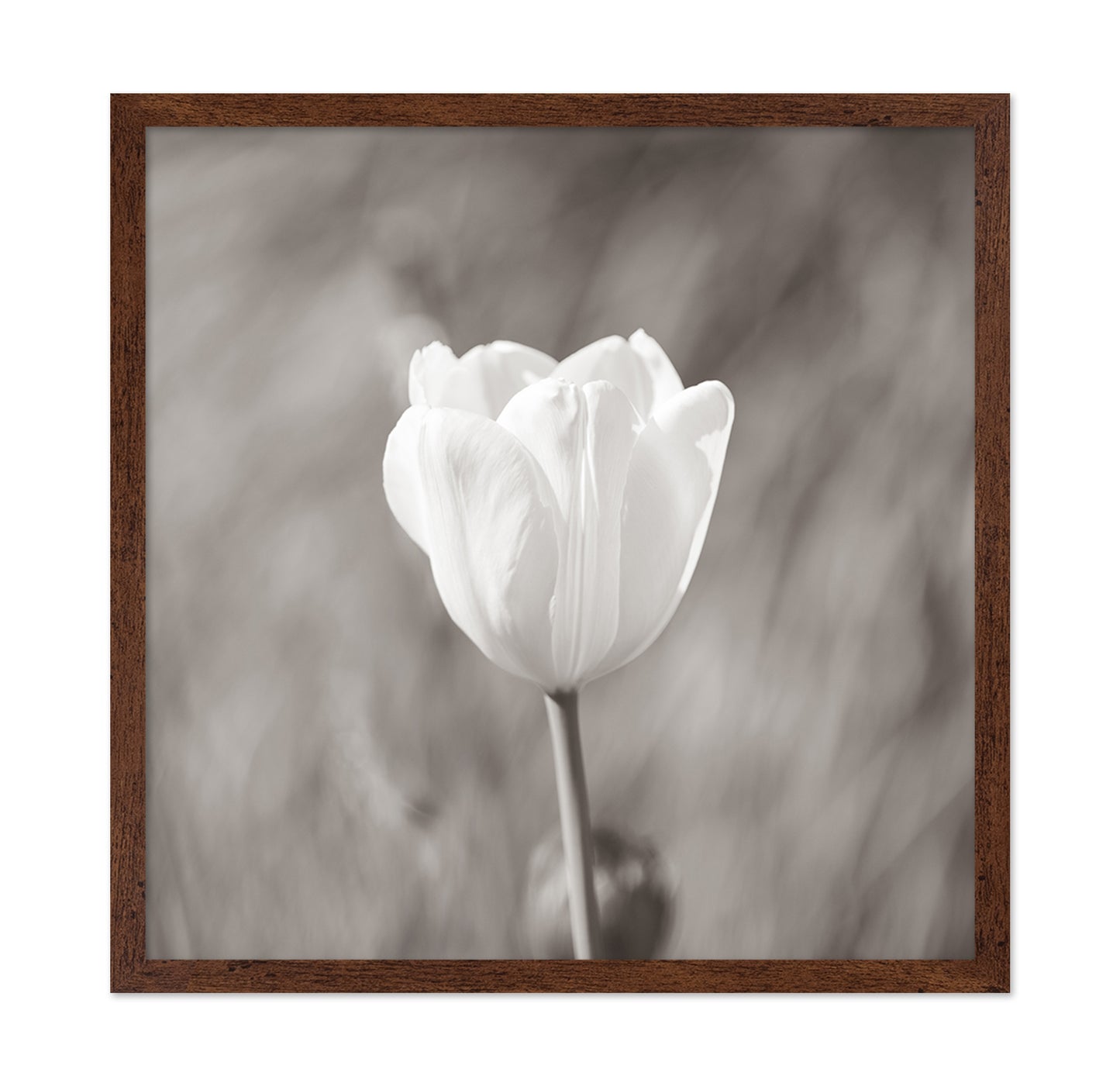 White Tulip Minimal