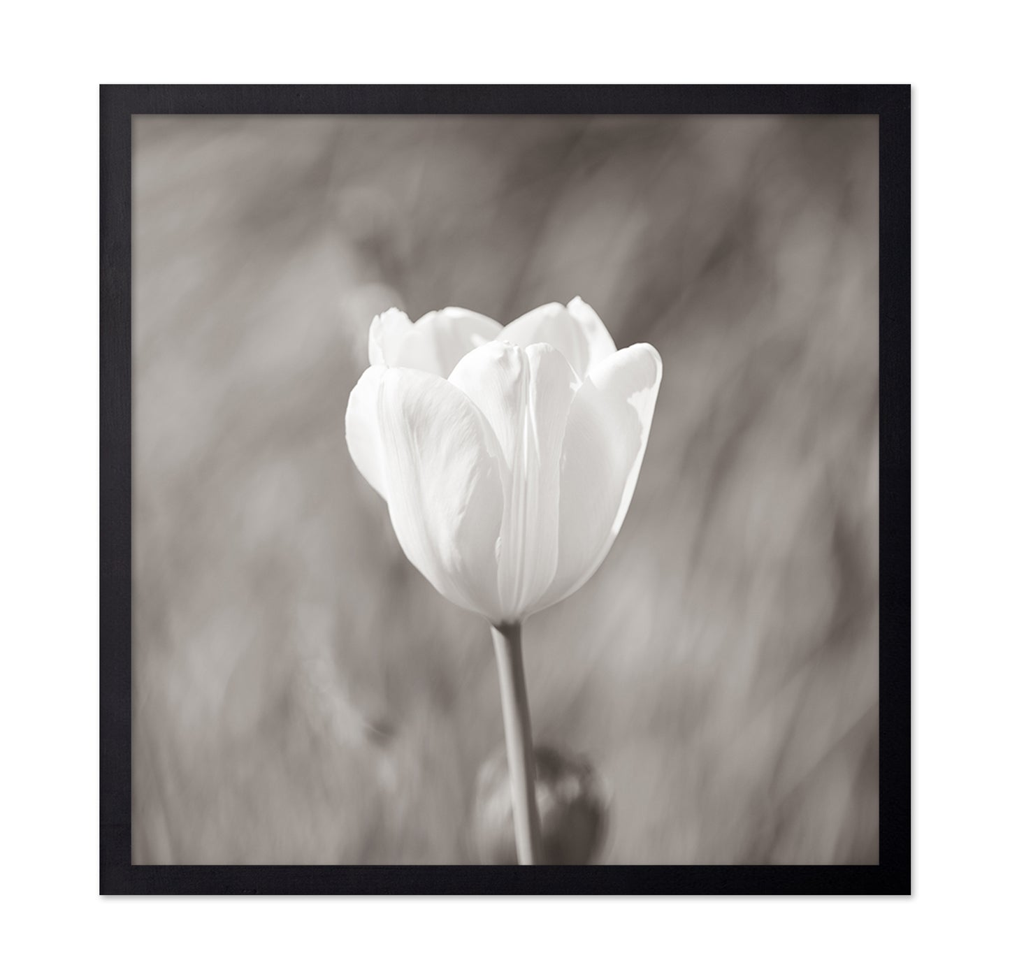 White Tulip Minimal