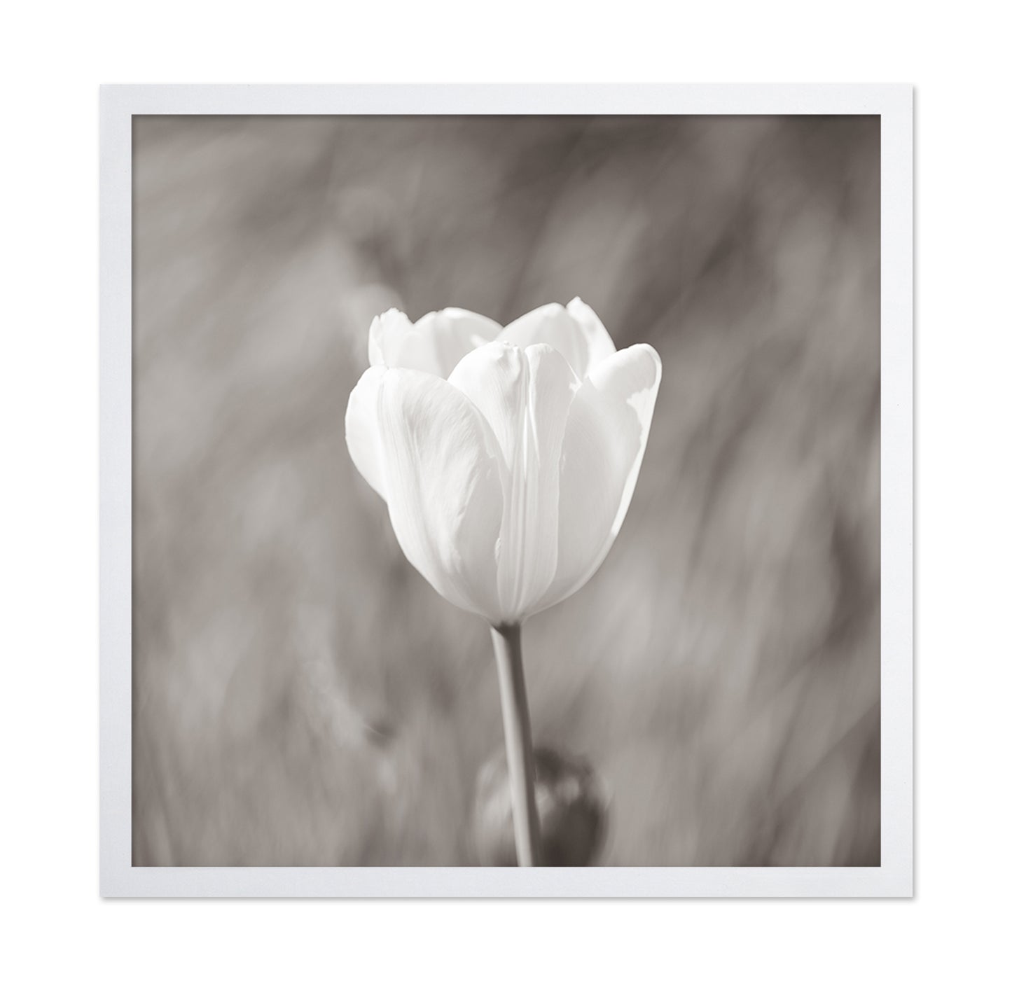 White Tulip Minimal