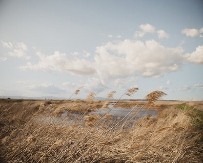 Windy Marsh Grassland