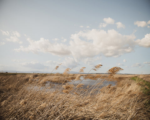 Windy Marsh Grassland