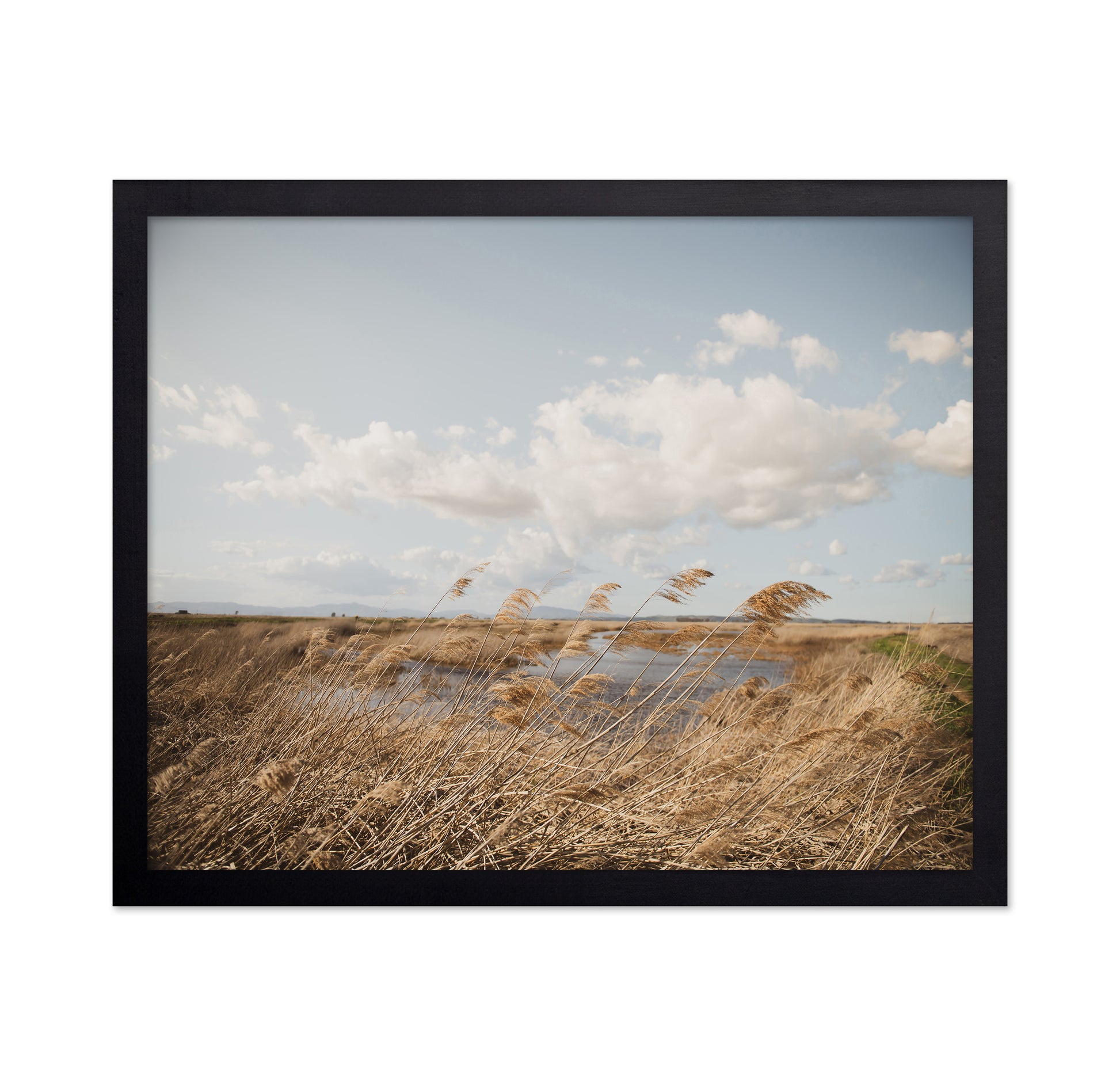 Windy Marsh Grassland