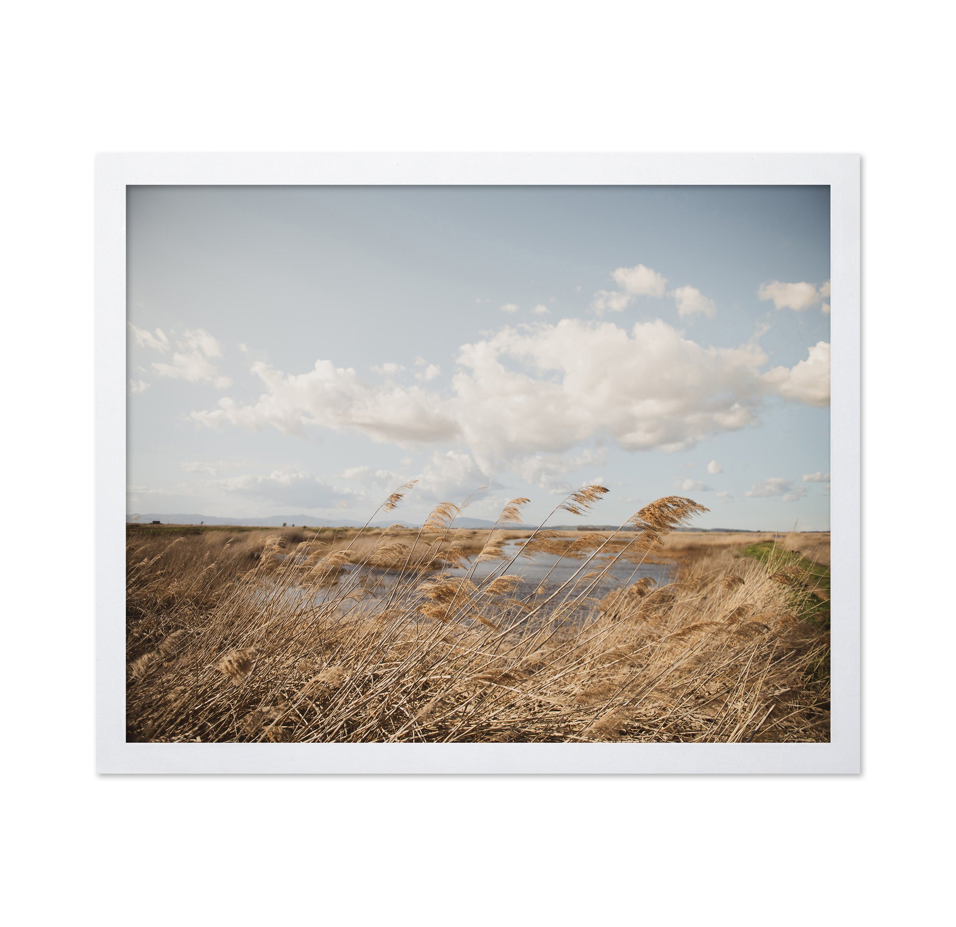 Windy Marsh Grassland