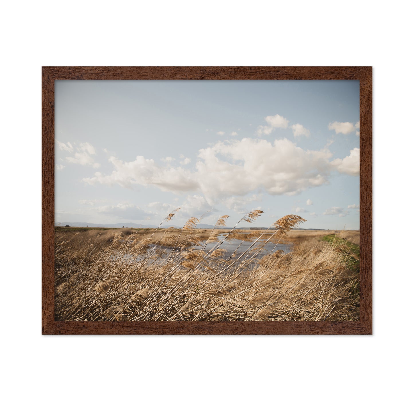 Windy Marsh Grassland