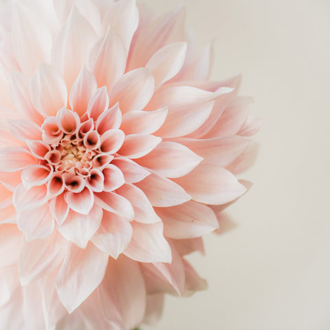 Soft Pink Dahlia Bloom