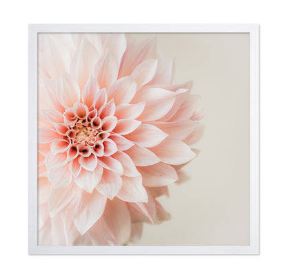 Soft Pink Dahlia Bloom