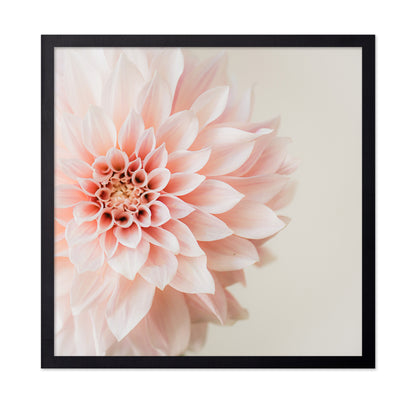 Soft Pink Dahlia Bloom