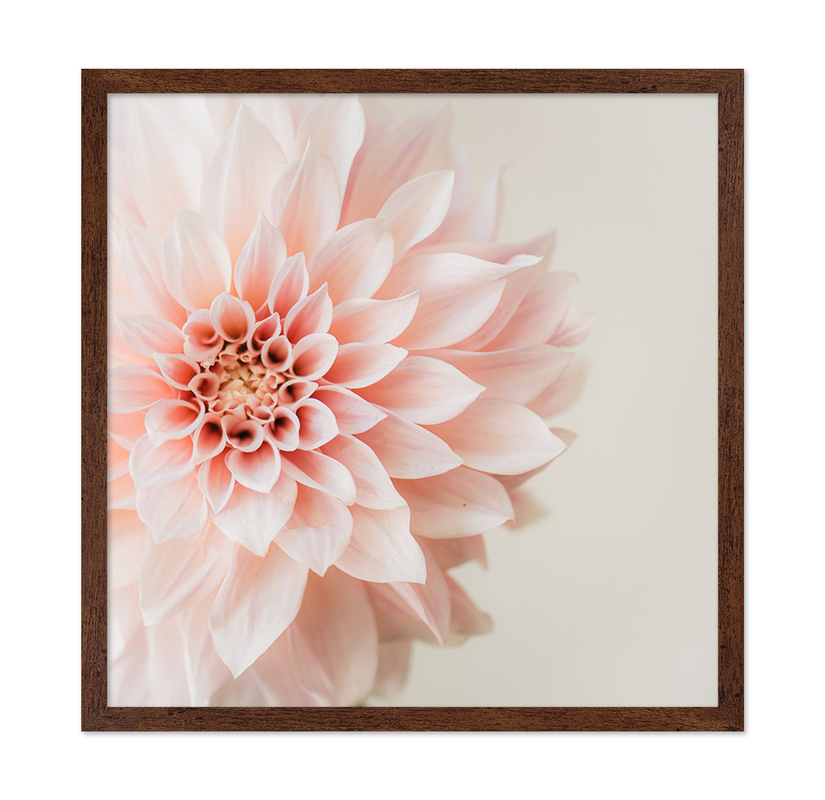 Soft Pink Dahlia Bloom