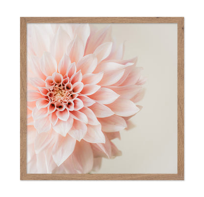 Soft Pink Dahlia Bloom