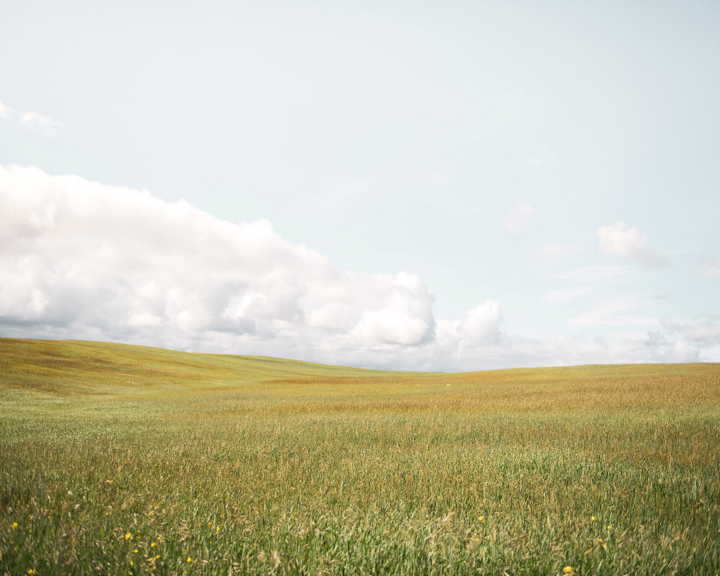 Open Meadow Horizon