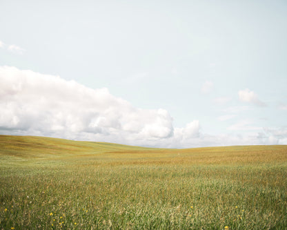 Open Meadow Horizon