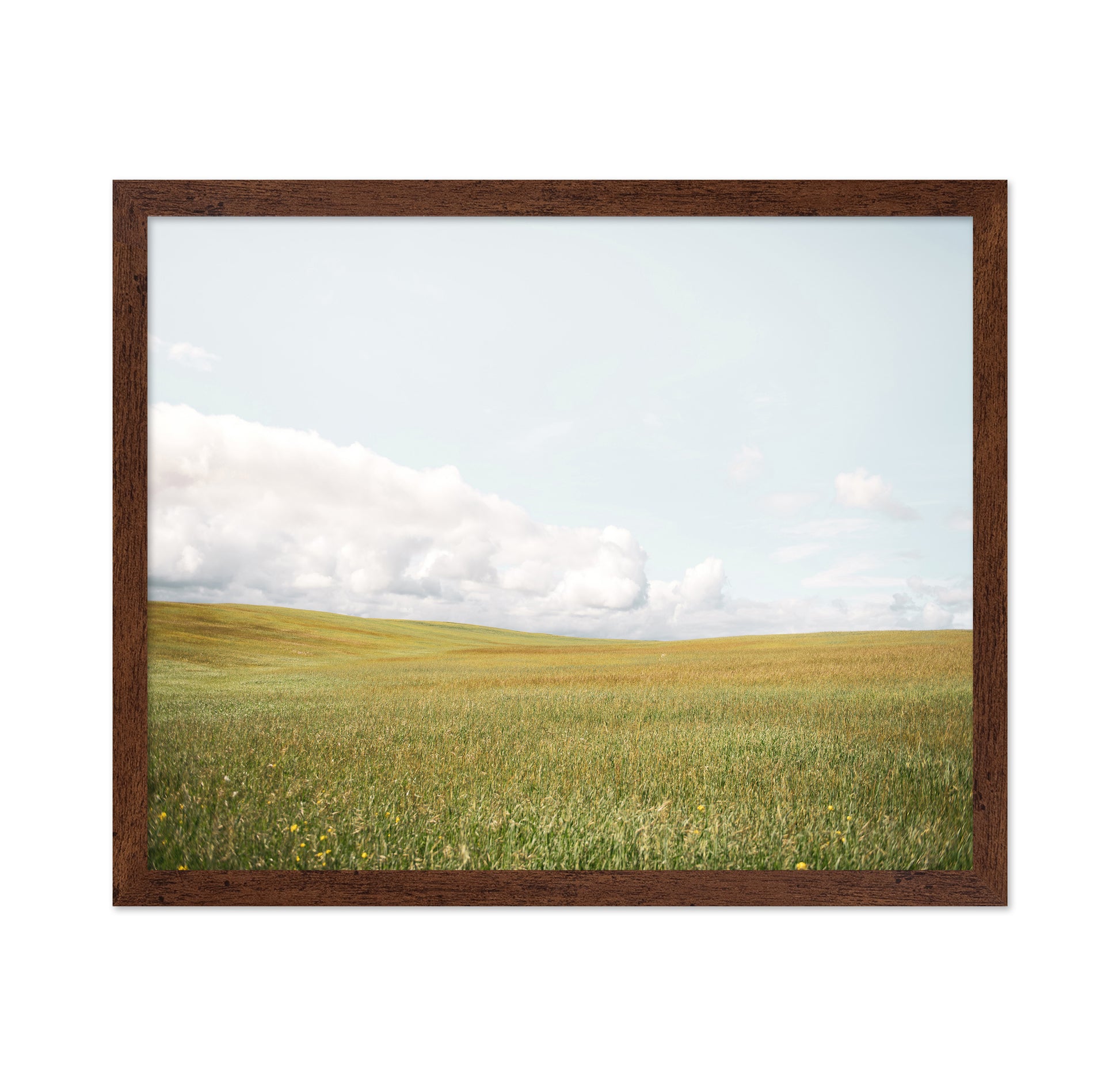 Open Meadow Horizon