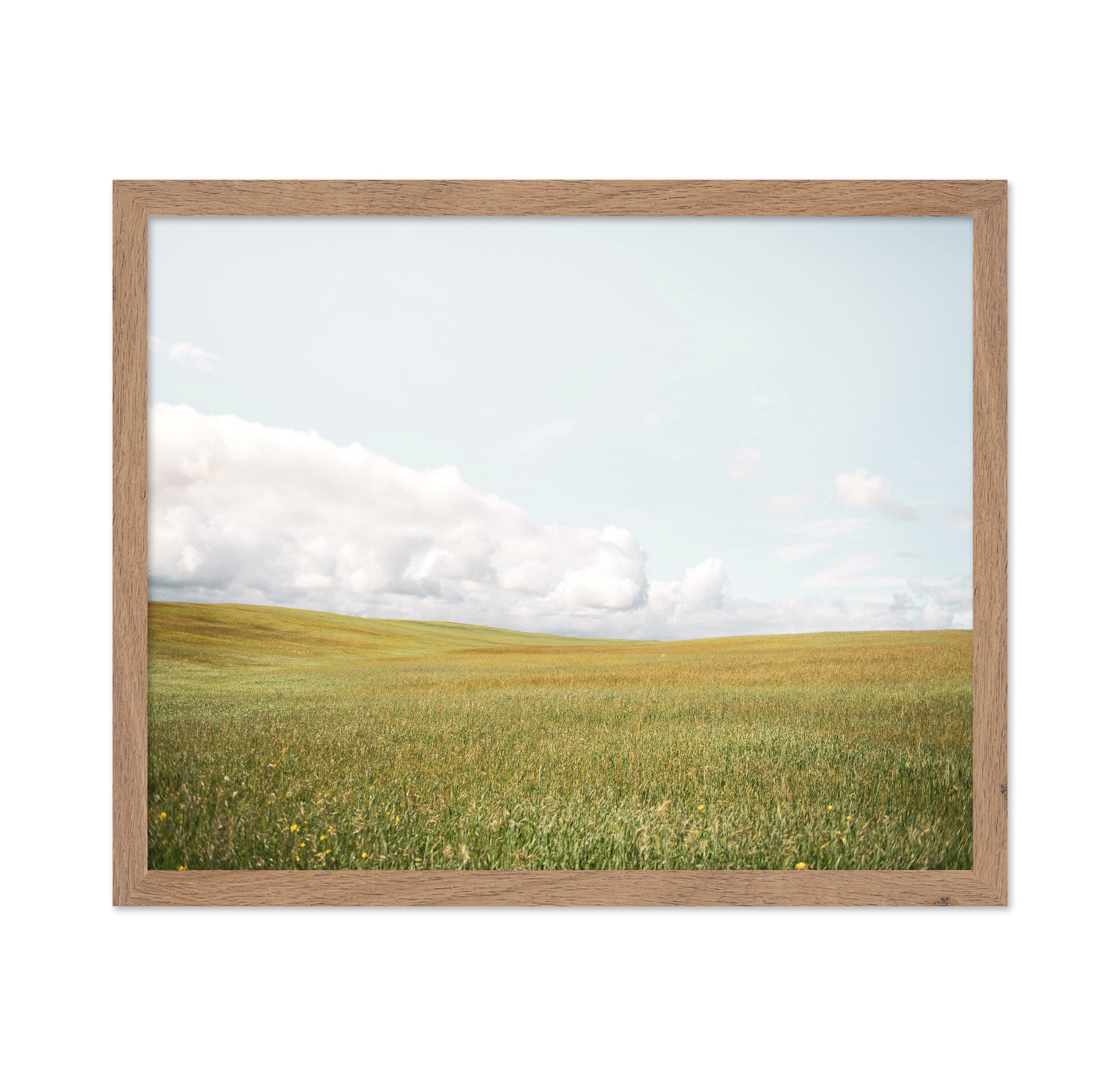 Open Meadow Horizon