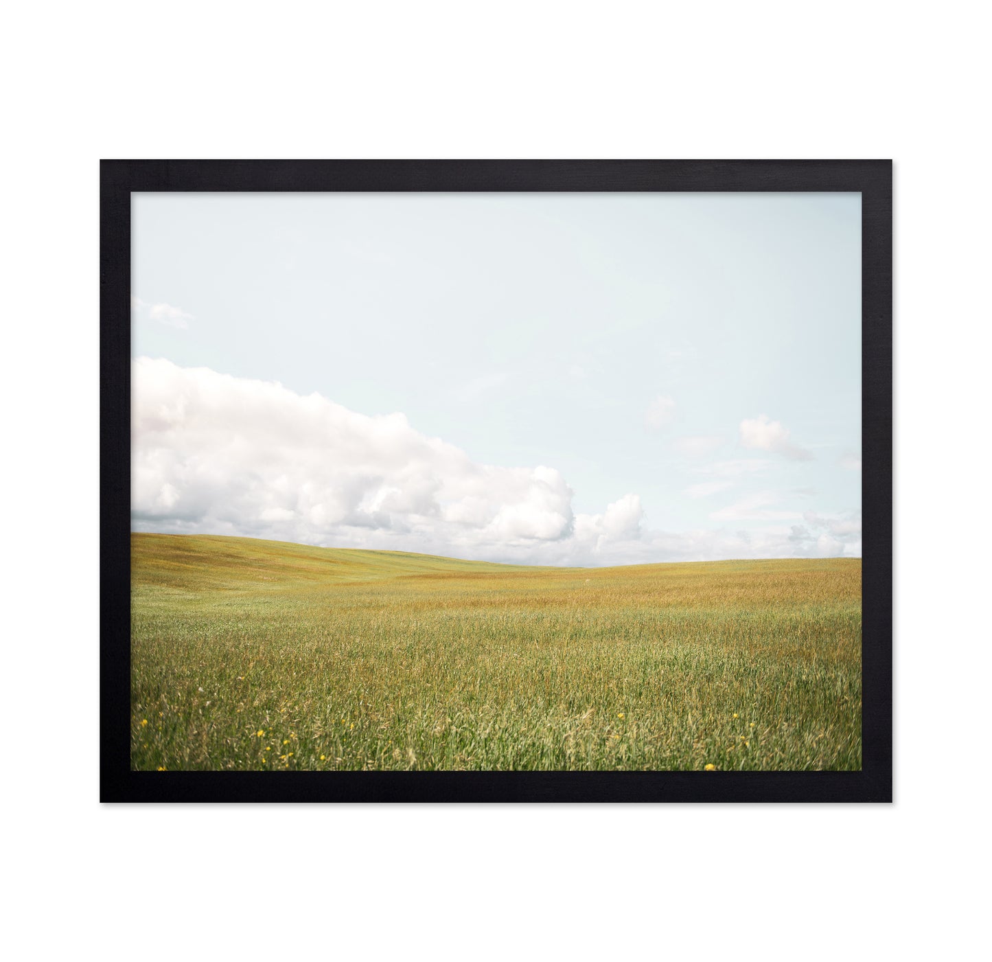 Open Meadow Horizon