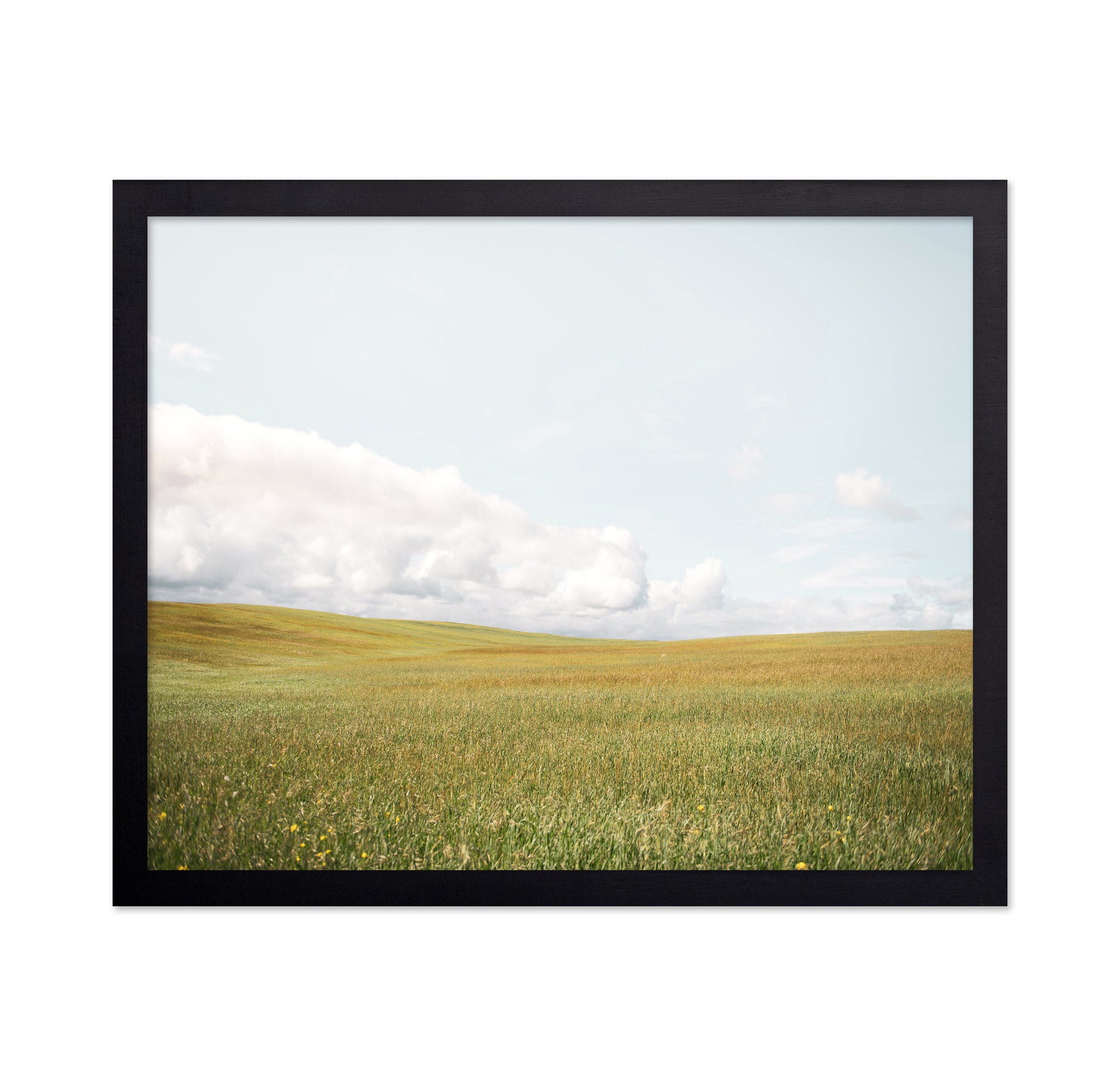 Open Meadow Horizon
