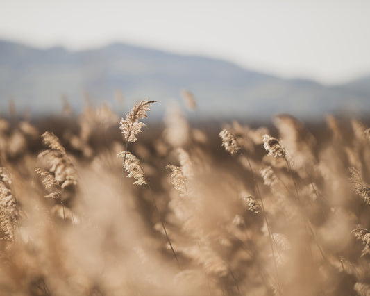 Golden Field Soft Focus
